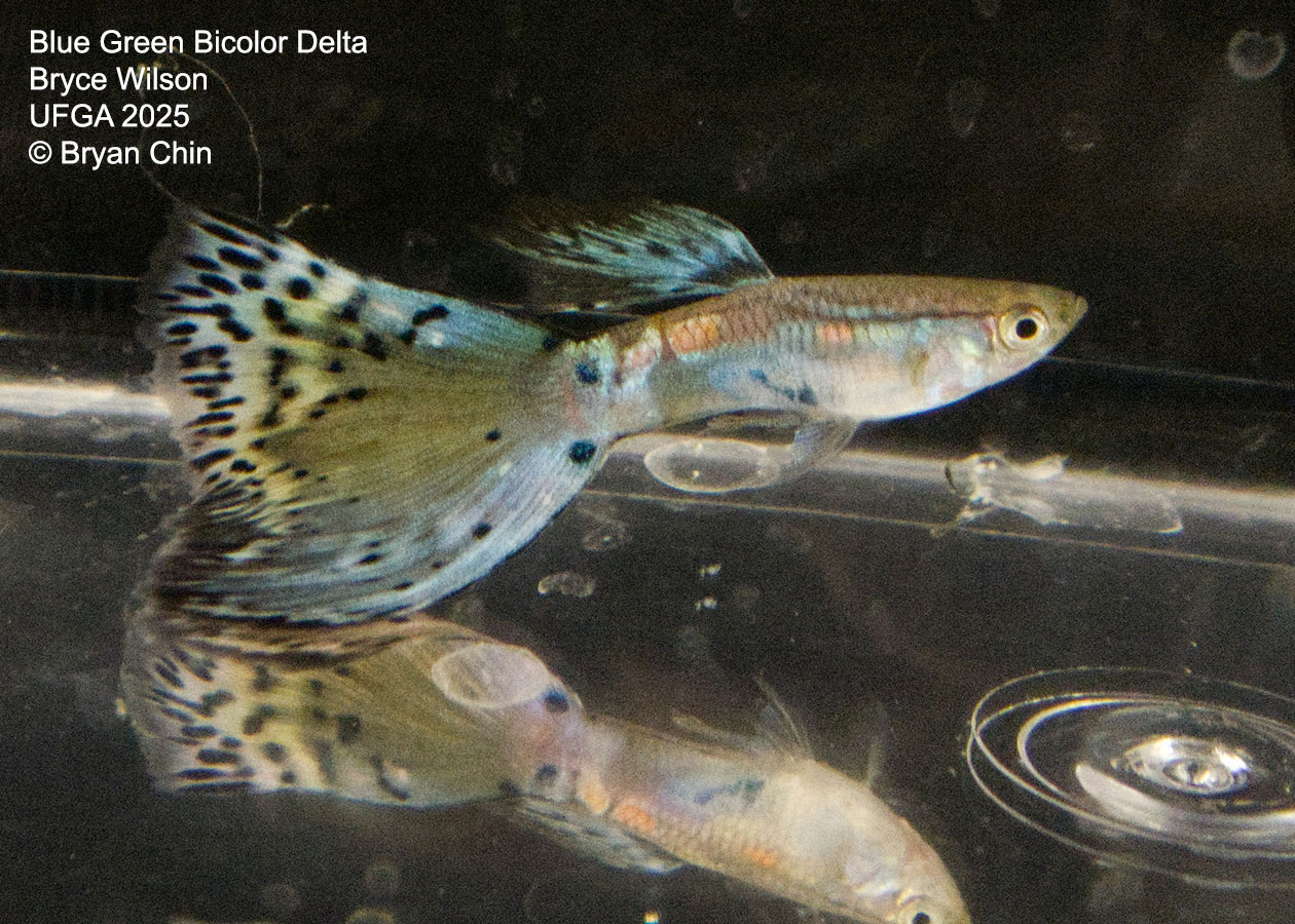 Guppy Blue Green Bicolor